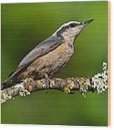 Red Breasted Nuthatch In A Tree Wood Print