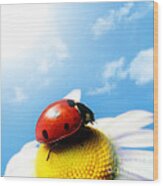 Red Bug On Camomile Flower Wood Print