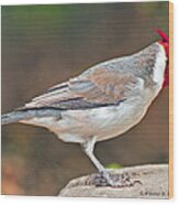 Red-capped Cardinal Wood Print