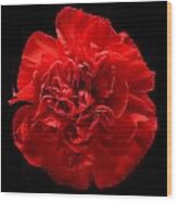 Red Carnation Still Life Flower Art Poster Wood Print