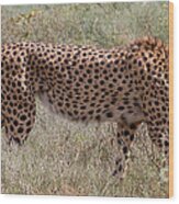 Red Cheetah Wood Print