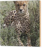 Red Cheetah Portrait Wood Print