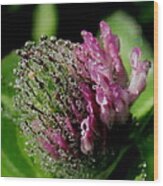Red Clover Wood Print