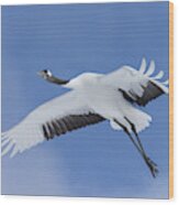 Red-crowned Crane, Japan Wood Print