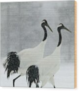Red-crowned Cranes Wood Print