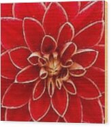 Red Dahlia Wood Print