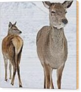 Red Deer In The Snow Wood Print