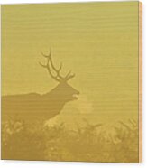Red Deer Stag Wood Print