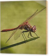 Red Dragonfly Wood Print