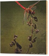 Red Dragonfly On A Dead Plant Wood Print