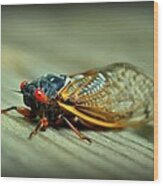 Red Eye Cicada Wood Print