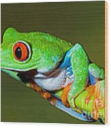 Red Eye Tree Frog Wood Print