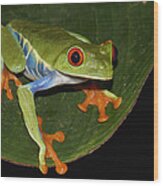 Red-eyed Tree Frog Costa Rica Wood Print