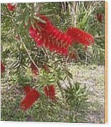 Red Feather Bush Wood Print