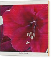 Red Florist Amaryllis Wood Print
