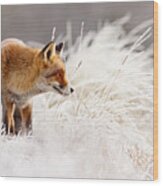 Red Fox And Hoar Frost _ The Catcher In The Rime Wood Print