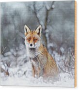 Red Fox Blue World Wood Print