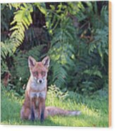 Red Fox Cub And Bracken Wood Print