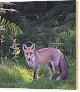 Red Fox Cub At The Edge Of A Forest Wood Print
