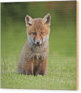Red Fox Cub Wood Print