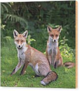 Red Fox Cubs At The Edge Of A Forest Wood Print