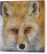 Red Fox Wood Print