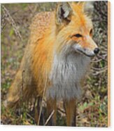 Red Fox Wood Print