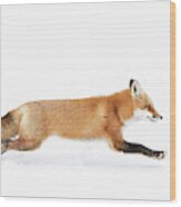 Red Fox On The Run - Algonquin Park Wood Print