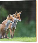 Red Foxes On Alert Wood Print