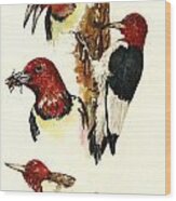 Red Headed Woodpecker Bird Wood Print