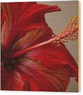 Red Hibiscus 5 Wood Print