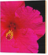 Red Hibiscus Wood Print
