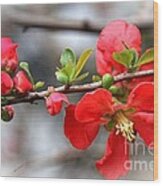 Red Japanese Quince Wood Print