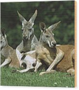 Red Kangaroo Trio Relaxing Australia Wood Print