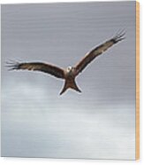 Red Kite In Flight Wood Print