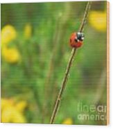 Red Ladybug Wood Print