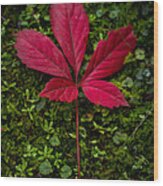 Red Leaf Wood Print
