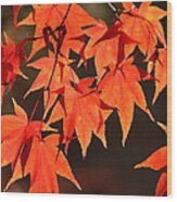 Japanese Maple Leaves In Fall Wood Print