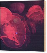 Red Lit Jellyfish Wood Print