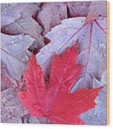 Red Maple Leaf Wood Print