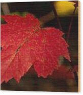 Red Maple Leaf In Fall Wood Print
