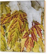 Red Maple Leaves In The Snow Wood Print