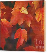 Red Maple Leaves Wood Print