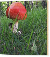 Red Mushroom Wood Print