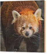 Red Panda Wood Print