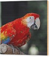 Red Parrot Wood Print