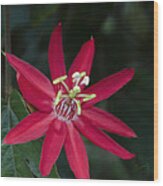 Red Passion Flower Wood Print