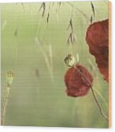 Red Poppies Background Wood Print