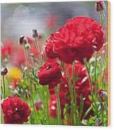 Red Ranunculus Wood Print