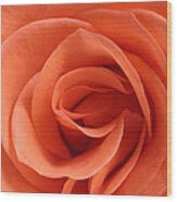 Red Rose Floribunda Closeup Wood Print